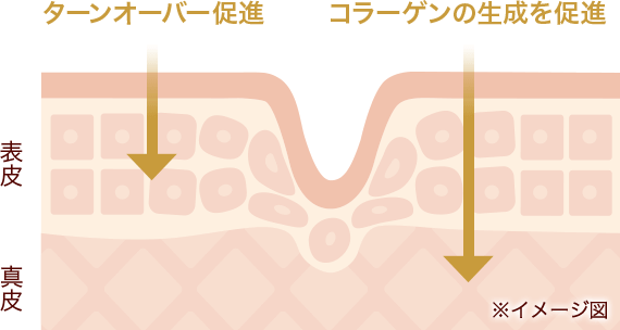 ナイアシンアミド イメージ図