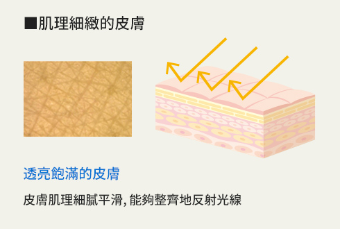 肌理細緻的皮膚