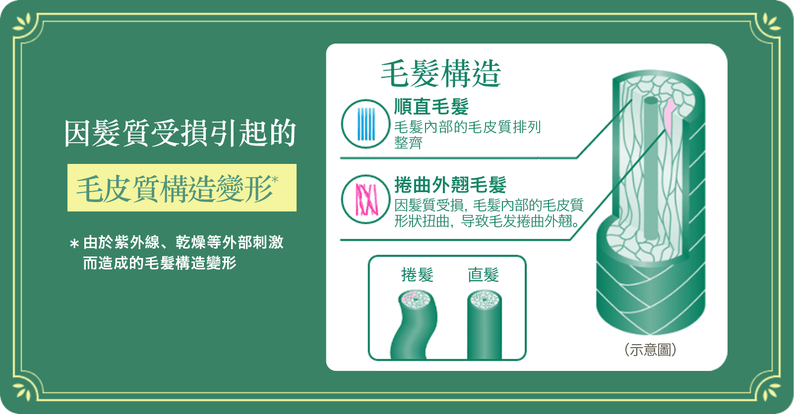 造成頭髮毛躁捲曲的原因