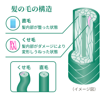 髪の毛の構造 直毛 髪内部が整った状態 くせ毛 髪内部がダメージにより変形しうねった状態 くせ毛 直毛 （イメージ図）