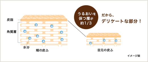 肌の断面図の説明図: 目元の皮ふはうるおいを保つ層が約1/3だから、デリケートな部分！