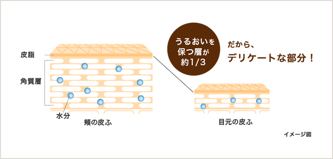 肌の断面図の説明図: 目元の皮ふはうるおいを保つ層が約1/3だから、デリケートな部分！