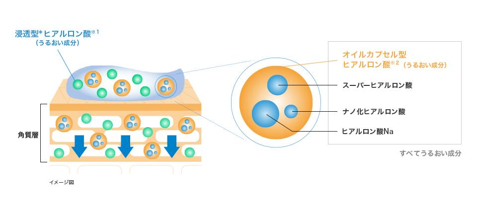 イメージ図：浸透＊型ヒアルロン酸※１（うるおい成分）、角質層［すべてうるおい成分：オイルカプセル型ヒアルロン酸※２、スーパーヒアルロン酸、ナノ化ヒアルロン酸、ヒアルロン酸Na、すべてうるおい成分］