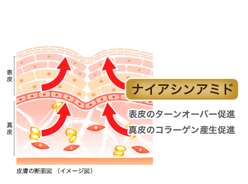 皮膚の断面図（イメージ図）: 【ナイアシンアミド】表皮のターンオーバー促進・真皮のコラーゲン産生促進
