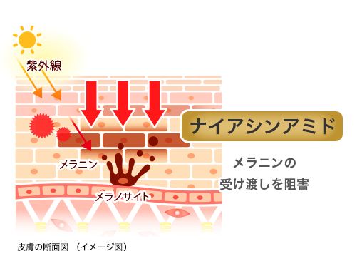 皮膚の断面図（イメージ図）: 【ナイアシンアミド】メラニンの受け渡しを阻害