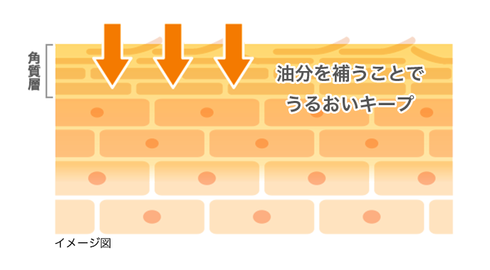 イメージ図: 油分を補うことでうるおいキープ