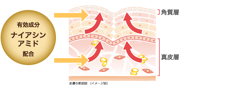 皮膚の断面図（イメージ図）