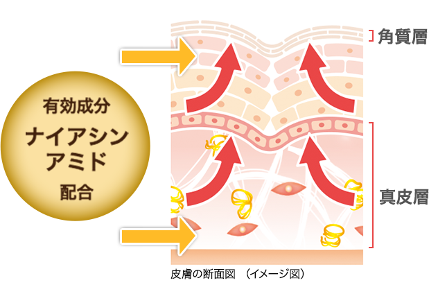 皮膚の断面図（イメージ図）