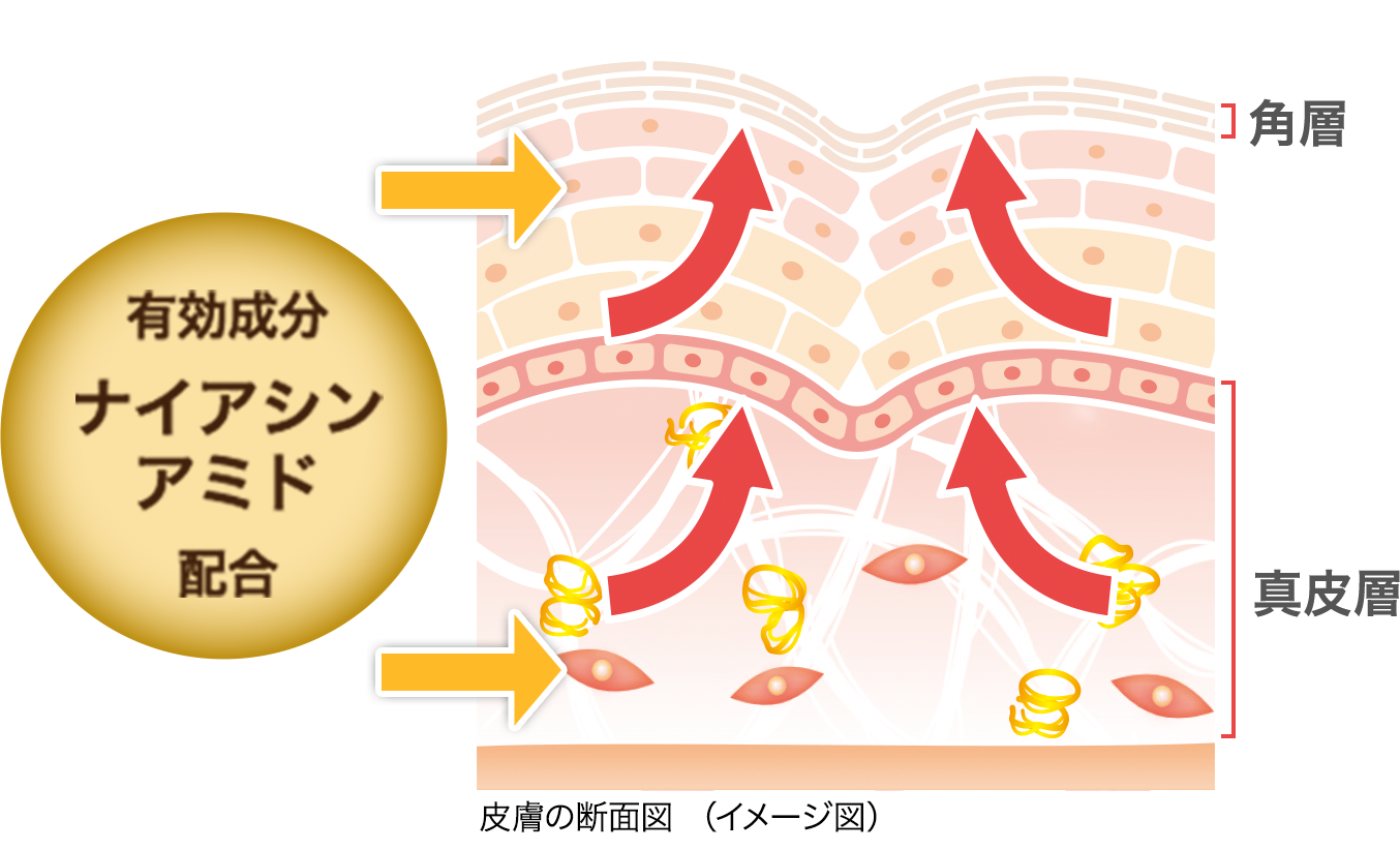 皮膚の断面図（イメージ図）: 有効成分ナイアシンアミド配合