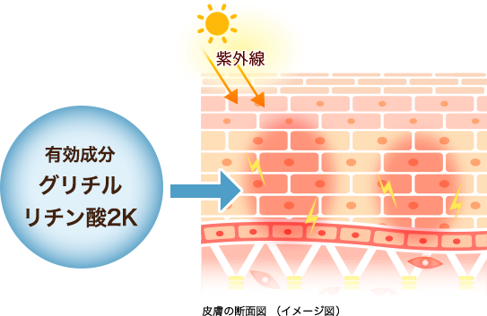 皮膚の断面図（イメージ図）: 有効成分グリチルリチン酸2K