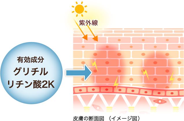 皮膚の断面図（イメージ図）: 有効成分グリチルリチン酸2K