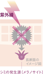 美白有効成分がシミの元に直行