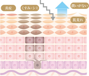 肌のイメージ図