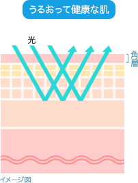 イメージ図：うるおって健康な肌 光 角層
