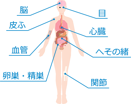 脳、目、皮ふ、心臓、血管、へその緒、卵巣・精巣、関節
