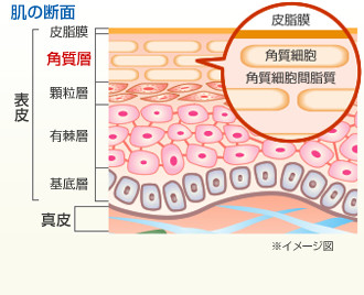肌の構造図