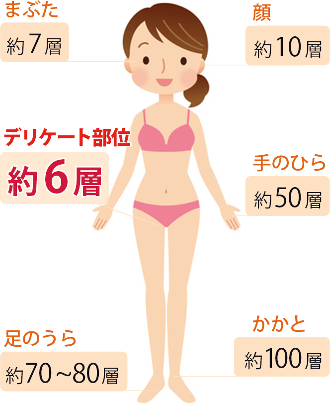 部位別角層の厚み：デリケート部位約６層