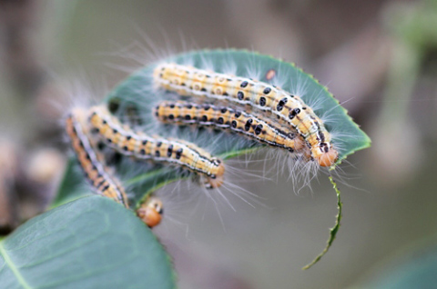 子供に多い“毛虫皮膚炎”に注意！