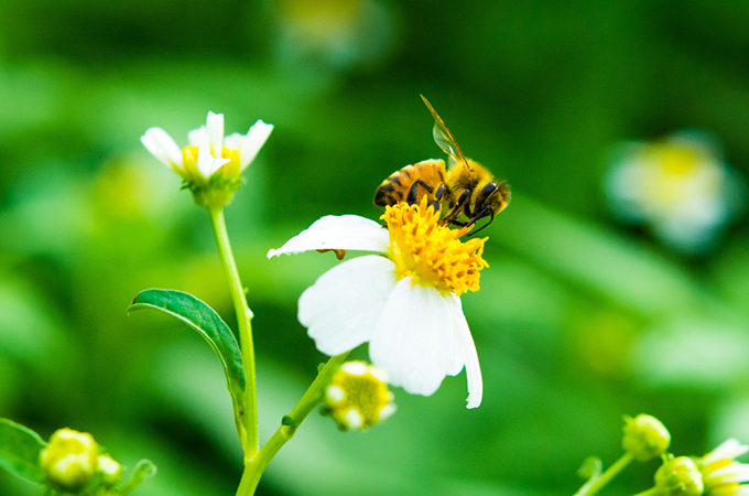 虫刺されで気をつけたいこと（重度の症状）