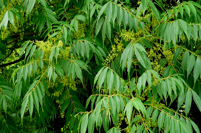 かぶれ（接触皮膚炎）を起こしやすい物質一覧
