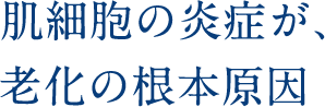 肌細胞の炎症が、老化の根本原因