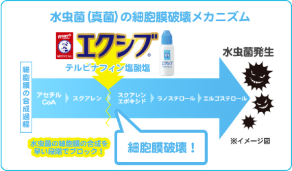 水虫菌（真菌）の細胞膜破壊メカニズム