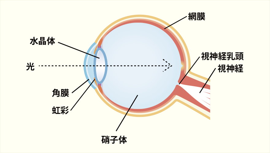 緑内障の仕組み（黄斑について）