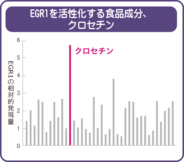 EGR1を活性化する食品成分、クロセチン