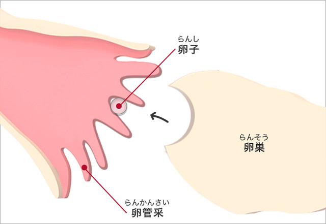 卵子のピックアップ