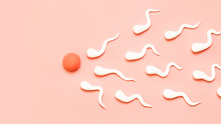 卵子と精子はどのように出会うの!?排卵から受精までそれぞれの旅