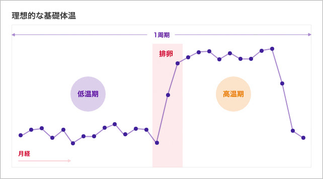 グラフ：理想的な基礎体温