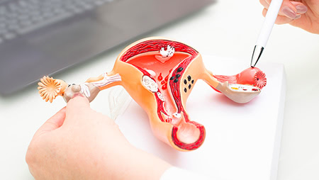 卵子は毎日減っている!?意外と知らない卵巣のはたらき