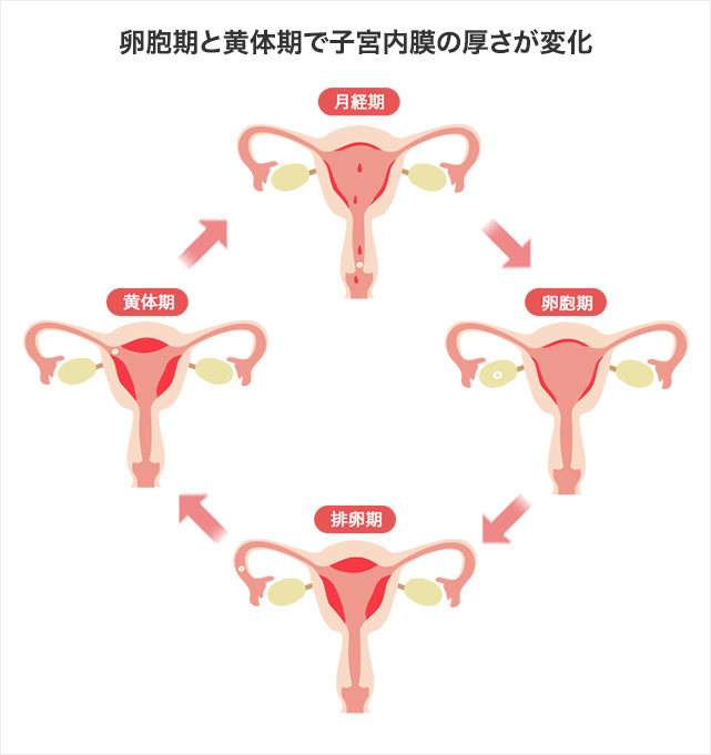 卵胞期と黄体期で子宮内膜の厚さが変化