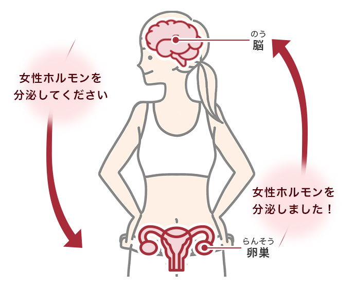 図：脳からホルモン分泌