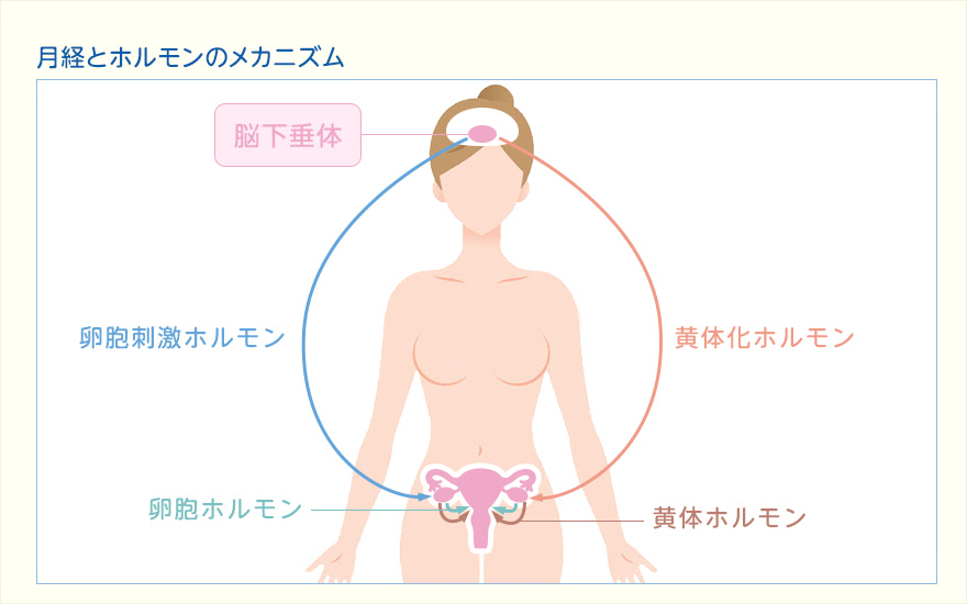 月経とホルモンのメカニズム