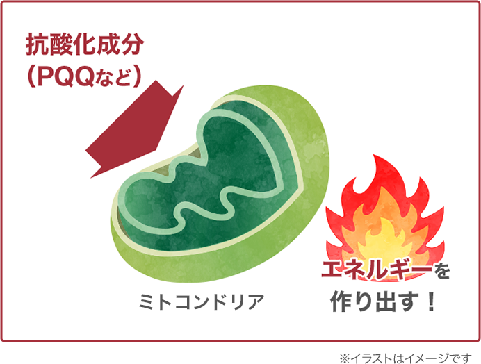抗酸化成分（PQQなど）は、ミトコンドリアがエネルギーを作り出す働きを助ける