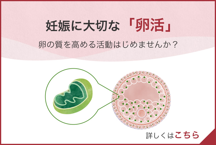 妊娠に大切な「卵活」 卵の質を高める活動はじめませんか？ 詳しくはこちら
