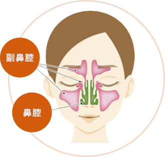 副鼻腔、鼻腔