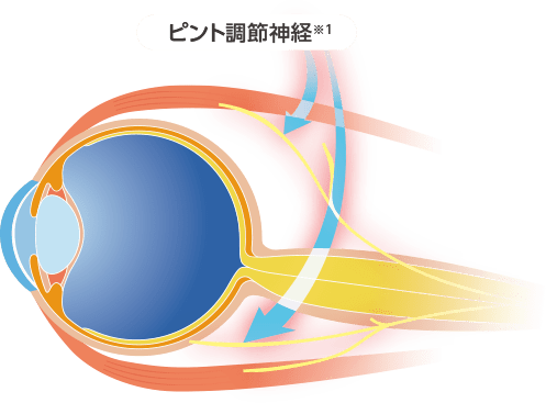 ピント調節神経※1