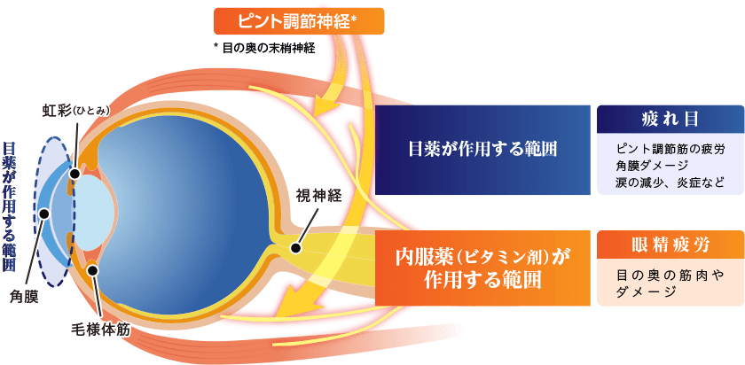 【ピント調整神経 ※目の奥の末梢神経】　【目薬が作用する範囲】［疲れ目］ピント調節筋の疲労、角膜ダメージ、涙の減少、炎症など　【内服薬（ビタミン剤）が作用する範囲】［眼精疲労］目の奥の筋肉やダメージ