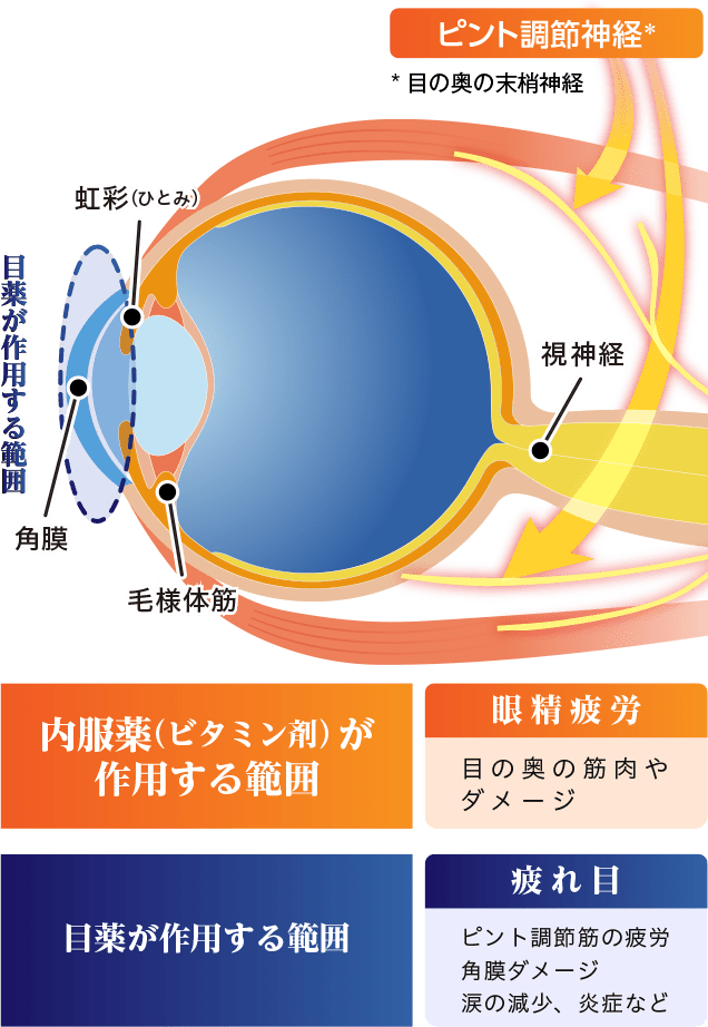 【ピント調整神経 ※目の奥の末梢神経】　【目薬が作用する範囲】［疲れ目］ピント調節筋の疲労、角膜ダメージ、涙の減少、炎症など　【内服薬（ビタミン剤）が作用する範囲】［眼精疲労］目の奥の筋肉やダメージ