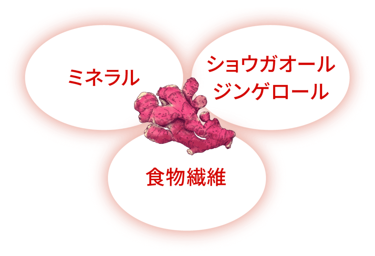 ミネラル ショウガオール ジンゲロール 食物繊維