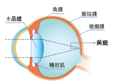 眼睛结构 黄斑位置