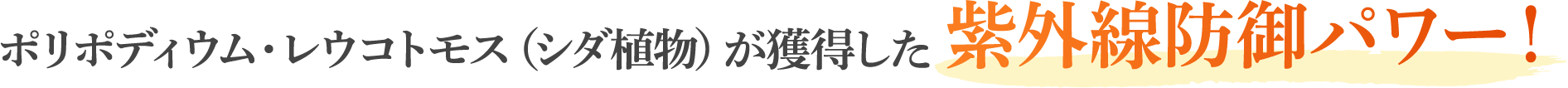 ポリポディウム・レウコトモス（シダ植物）が獲得した 紫外線防御パワー！