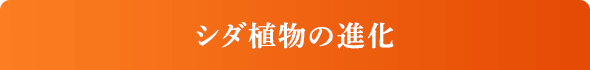 シダ植物の進化