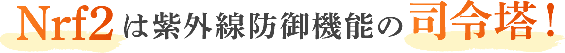 Nrf2は紫外線防御機能の司令塔！