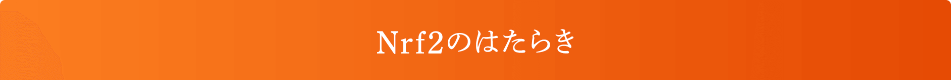 Nrf2のはたらき
