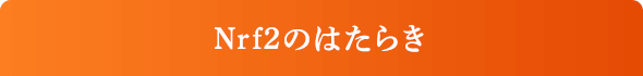 Nrf2のはたらき