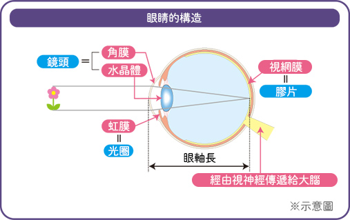 眼睛的構造