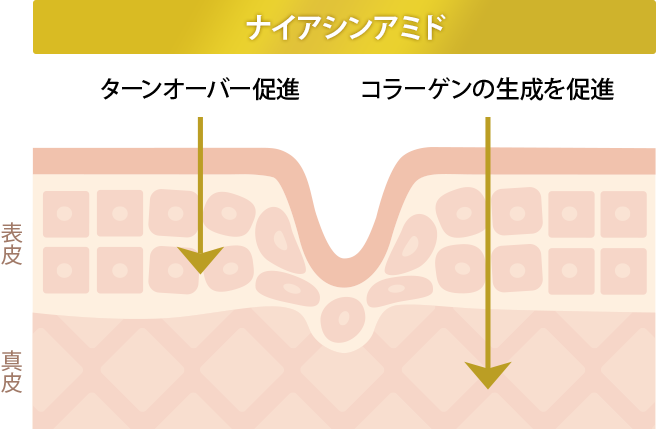 ナイアシンアミド：[表皮]ターンオーバー促進+[真皮]コラーゲンの生成を促進